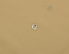 Sushila Vintage Indian Cream Saree Blend Georgette Silk Sari 5 Yard Craft Fabric